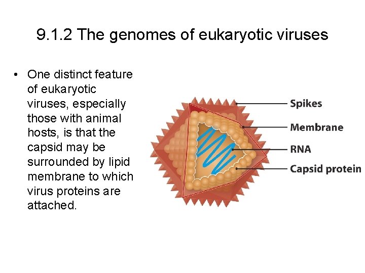 9. 1. 2 The genomes of eukaryotic viruses • One distinct feature of eukaryotic