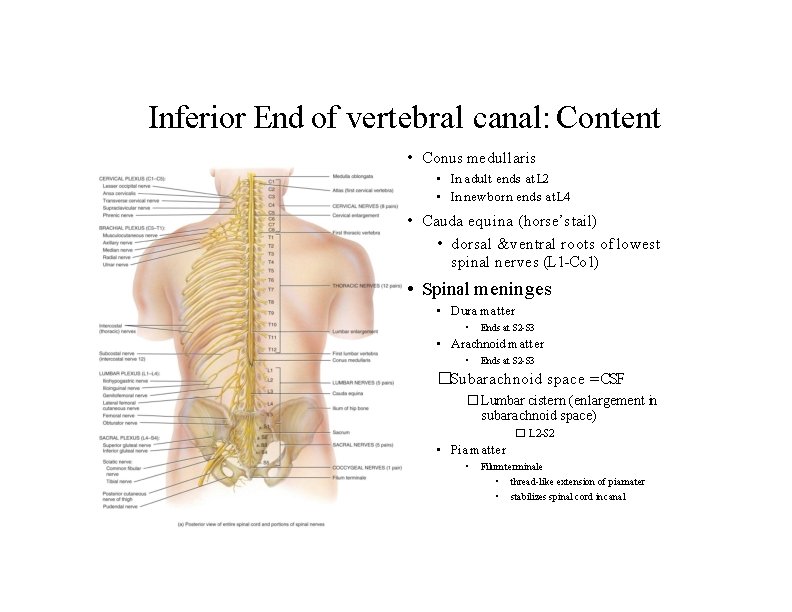 Inferior End of vertebral canal: Content • Conus medullaris • In adult ends at