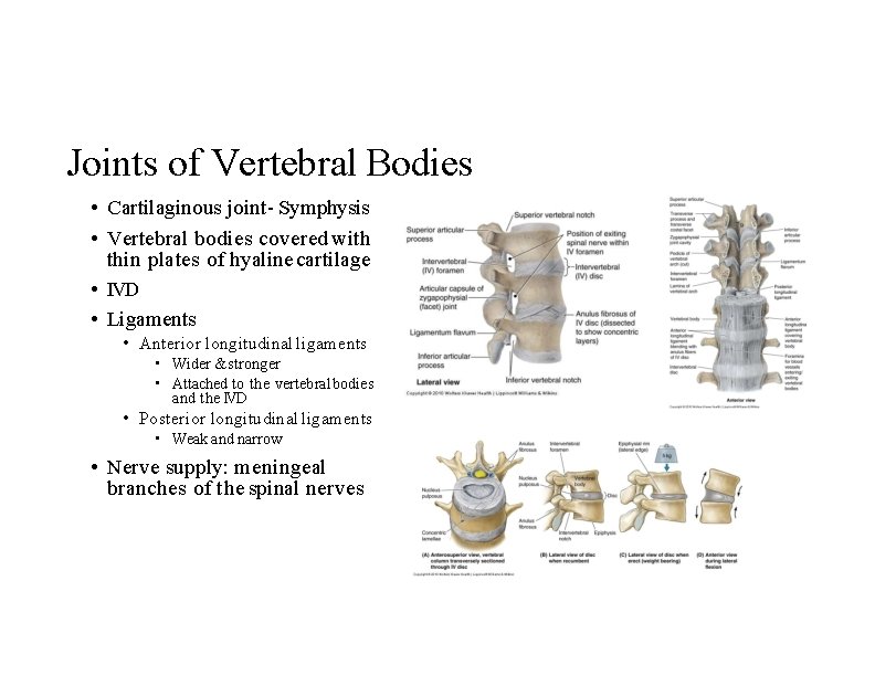 Joints of Vertebral Bodies • Cartilaginous joint- Symphysis • Vertebral bodies covered with thin