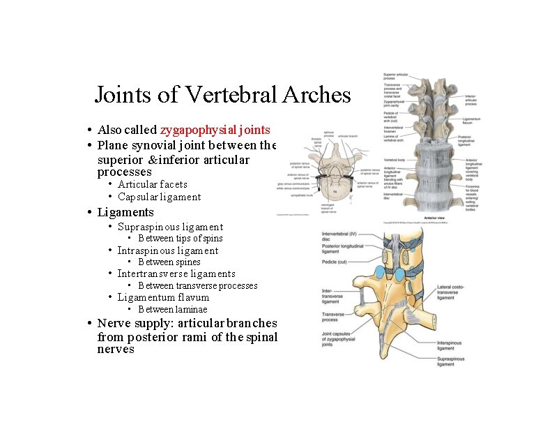 Joints of Vertebral Arches • Also called zygapophysial joints • Plane synovial joint between