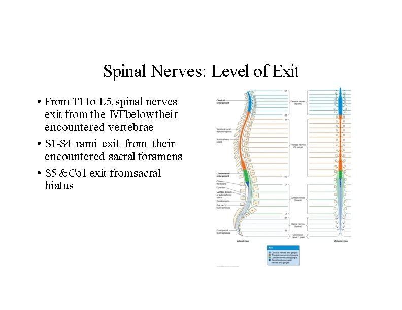 Spinal Nerves: Level of Exit • From T 1 to L 5, spinal nerves