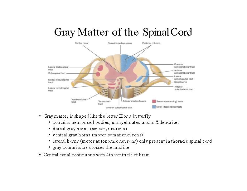 Gray Matter of the Spinal Cord • Gray matter is shaped like the letter