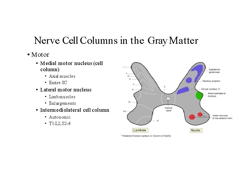 Nerve Cell Columns in the Gray Matter • Motor • Medial motor nucleus (cell