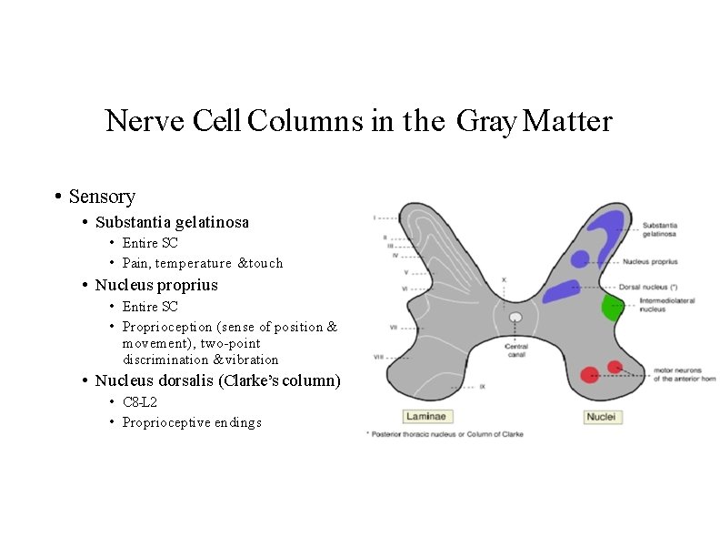 Nerve Cell Columns in the Gray Matter • Sensory • Substantia gelatinosa • Entire