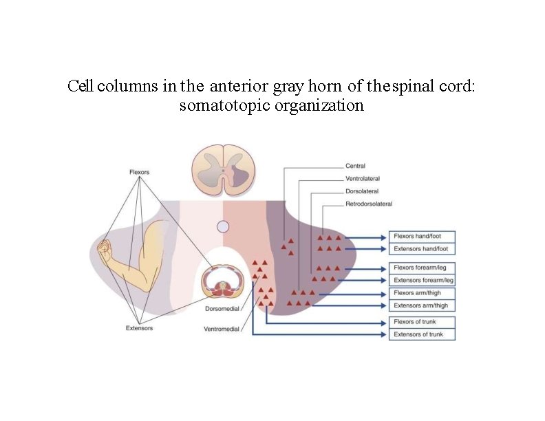 Cell columns in the anterior gray horn of the spinal cord: somatotopic organization 