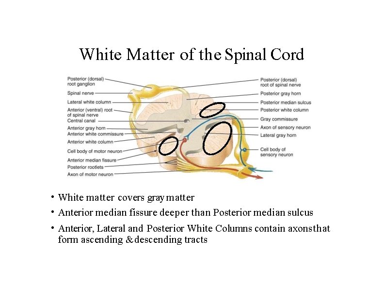 White Matter of the Spinal Cord • White matter covers gray matter • Anterior