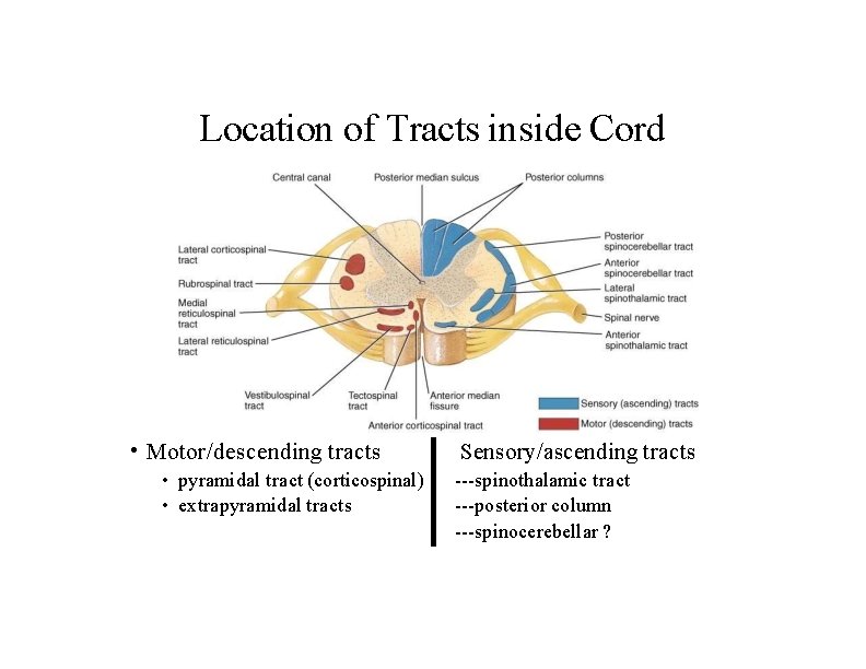 Location of Tracts inside Cord • Motor/descending tracts • pyramidal tract (corticospinal) • extrapyramidal
