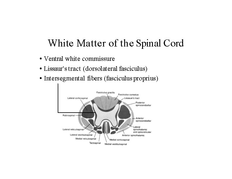 White Matter of the Spinal Cord • Ventral white commissure • Lissaur’s tract (dorsolateral