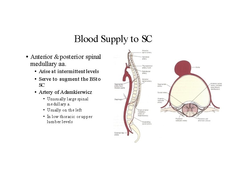 Blood Supply to SC • Anterior & posterior spinal medullary aa. • Arise at