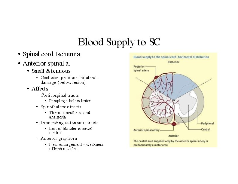 Blood Supply to SC • Spinal cord Ischemia • Anterior spinal a. • Small