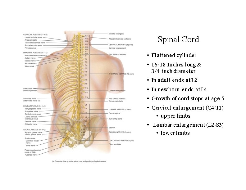 Spinal Cord • Flattened cylinder • 16 -18 Inches long & 3/4 inch diameter