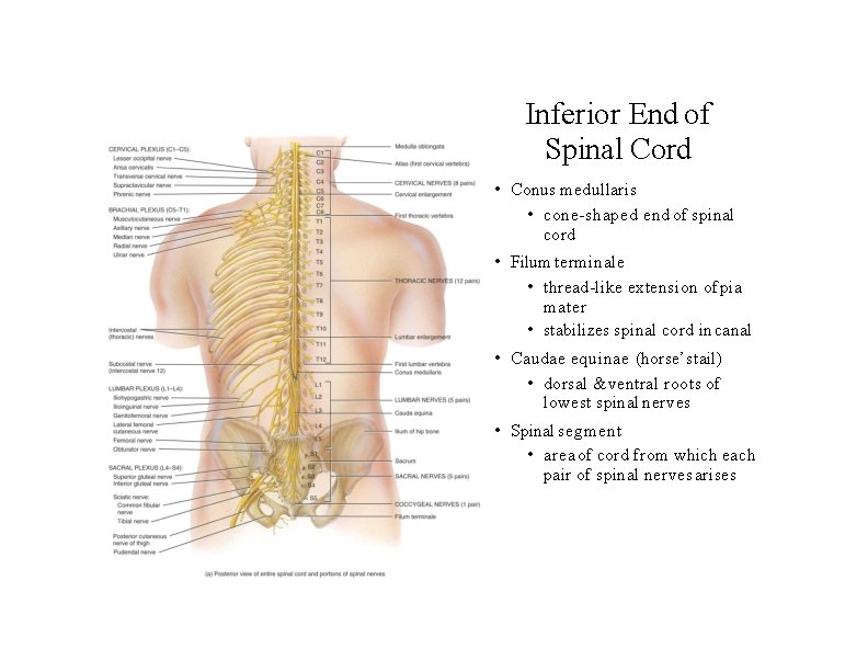 Inferior End of Spinal Cord • Conus medullaris • cone-shaped end of spinal cord