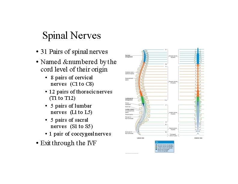 Spinal Nerves • 31 Pairs of spinal nerves • Named & numbered by the