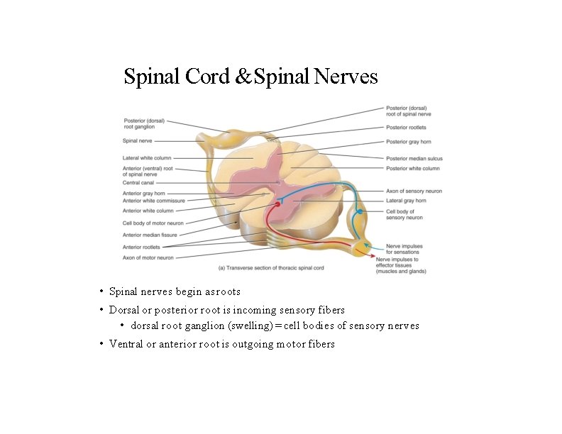 Spinal Cord & Spinal Nerves • Spinal nerves begin as roots • Dorsal or
