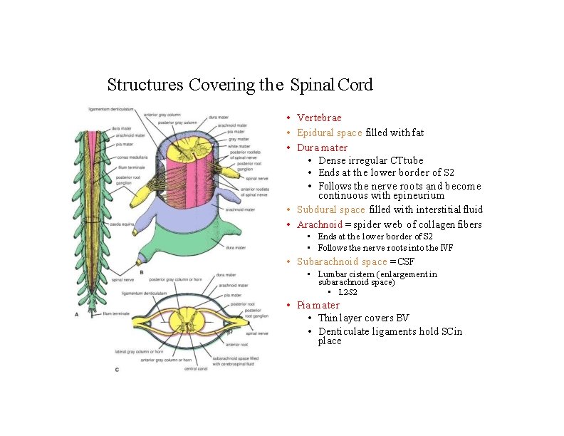 Structures Covering the Spinal Cord • Vertebrae • Epidural space filled with fat •