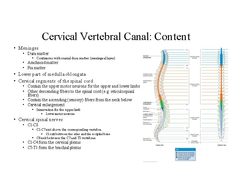 Cervical Vertebral Canal: Content • Meninges • Dura matter • Continuous with cranial dura