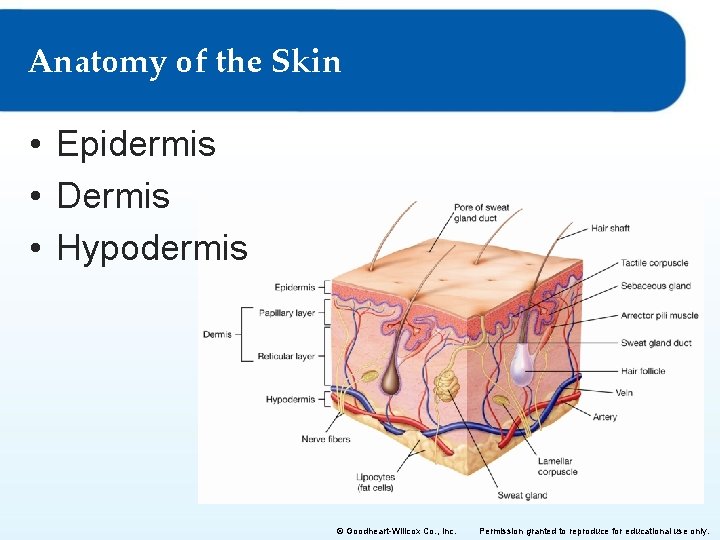 Anatomy of the Skin • Epidermis • Dermis • Hypodermis © Goodheart-Willcox Co. ,