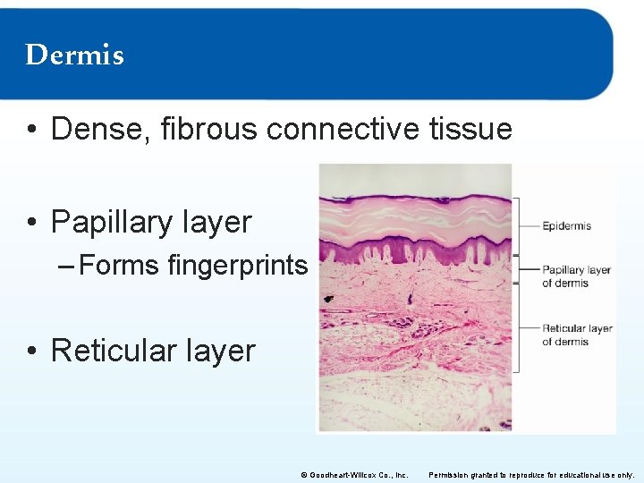 Dermis • Dense, fibrous connective tissue • Papillary layer – Forms fingerprints • Reticular
