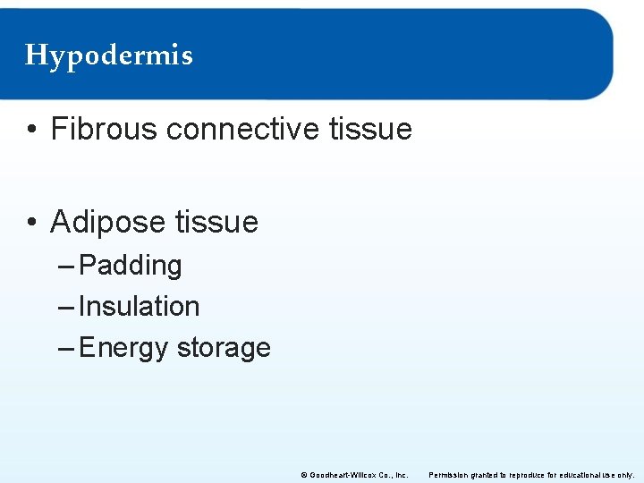 Hypodermis • Fibrous connective tissue • Adipose tissue – Padding – Insulation – Energy