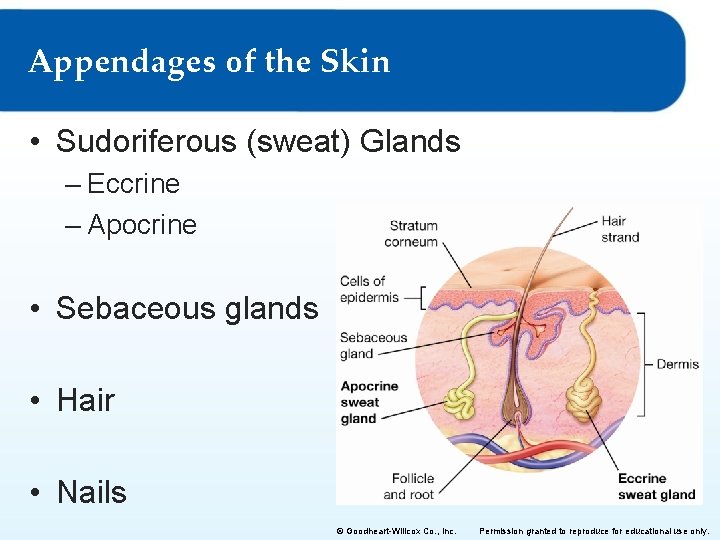 Appendages of the Skin • Sudoriferous (sweat) Glands – Eccrine – Apocrine • Sebaceous