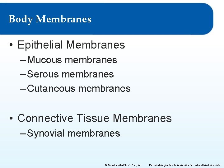 Body Membranes • Epithelial Membranes – Mucous membranes – Serous membranes – Cutaneous membranes