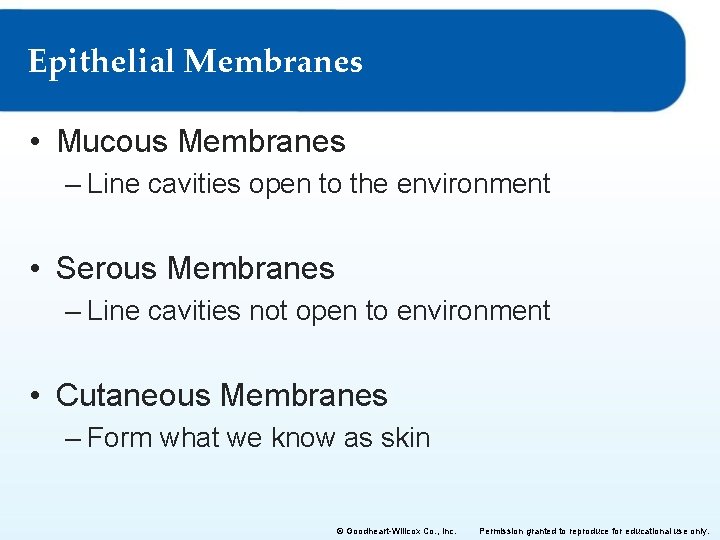 Epithelial Membranes • Mucous Membranes – Line cavities open to the environment • Serous