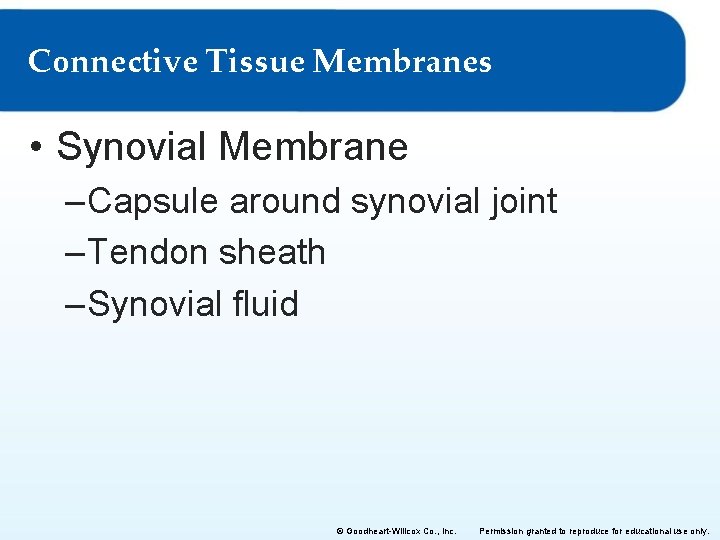 Connective Tissue Membranes • Synovial Membrane – Capsule around synovial joint – Tendon sheath