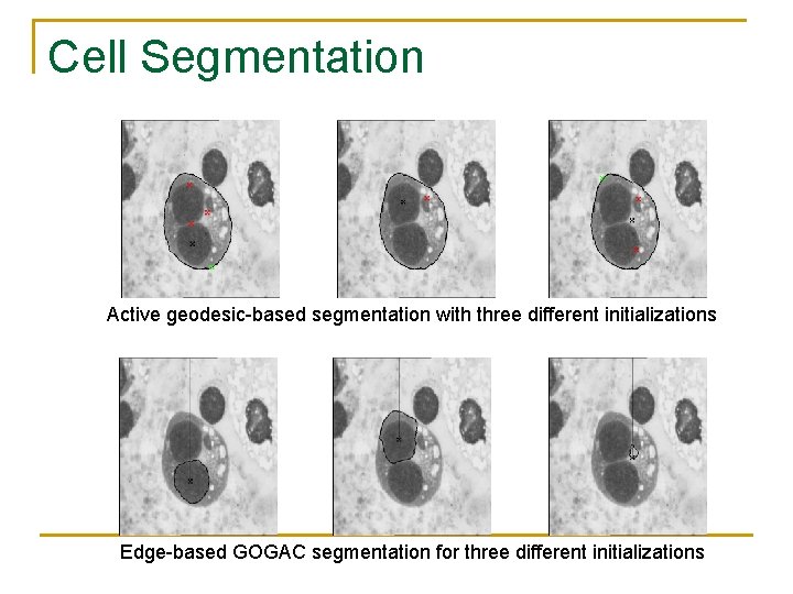 Cell Segmentation Active geodesic-based segmentation with three different initializations Edge-based GOGAC segmentation for three