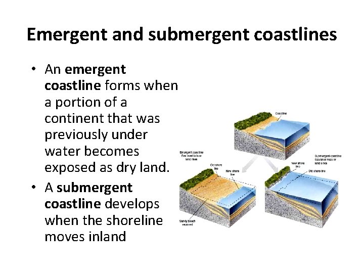 Emergent and submergent coastlines • An emergent coastline forms when a portion of a
