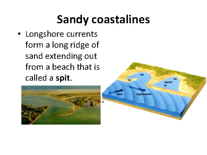 Sandy coastalines • Longshore currents form a long ridge of sand extending out from