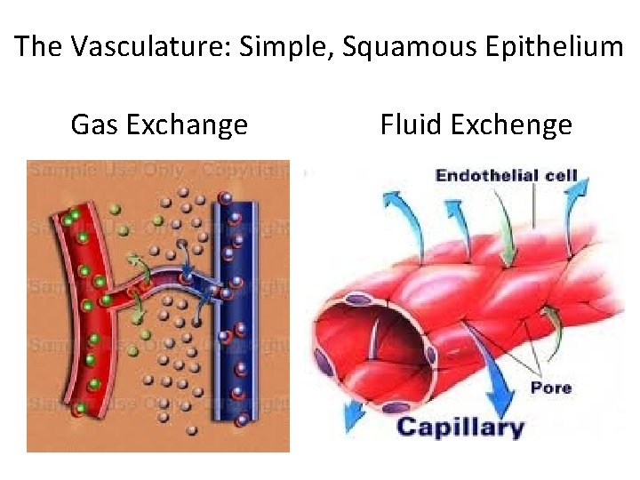 The Vasculature: Simple, Squamous Epithelium Gas Exchange Fluid Exchenge 