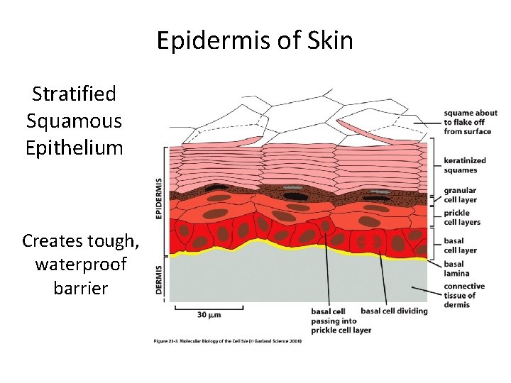 Epidermis of Skin Stratified Squamous Epithelium Creates tough, waterproof barrier 