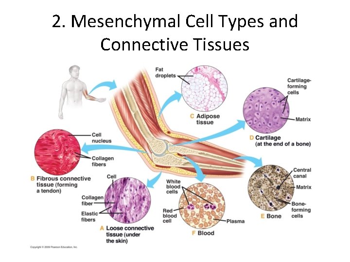 2. Mesenchymal Cell Types and Connective Tissues 