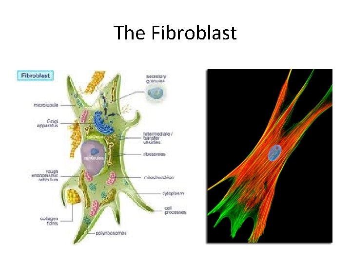 The Fibroblast 