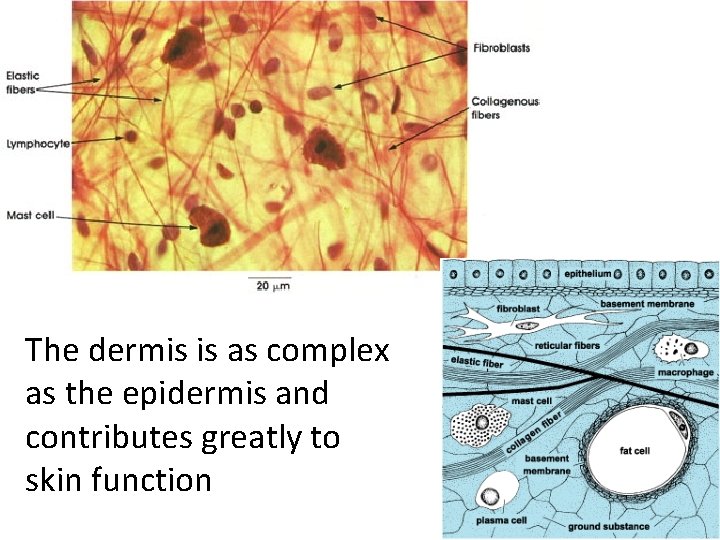 The dermis is as complex as the epidermis and contributes greatly to skin function