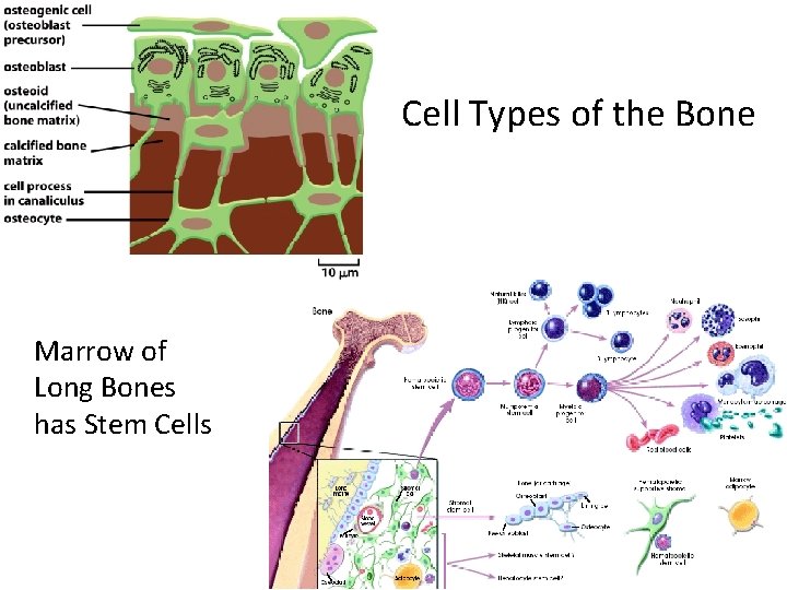 Cell Types of the Bone Marrow of Long Bones has Stem Cells 