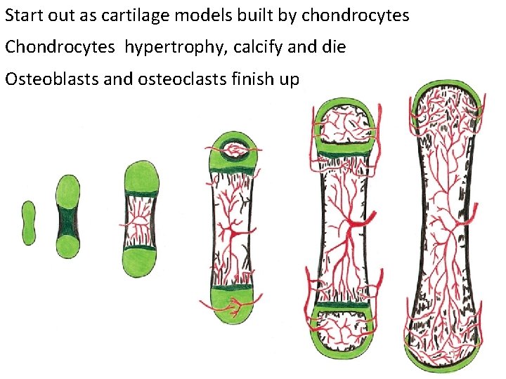 Start out as cartilage models built by chondrocytes Chondrocytes hypertrophy, calcify and die Osteoblasts