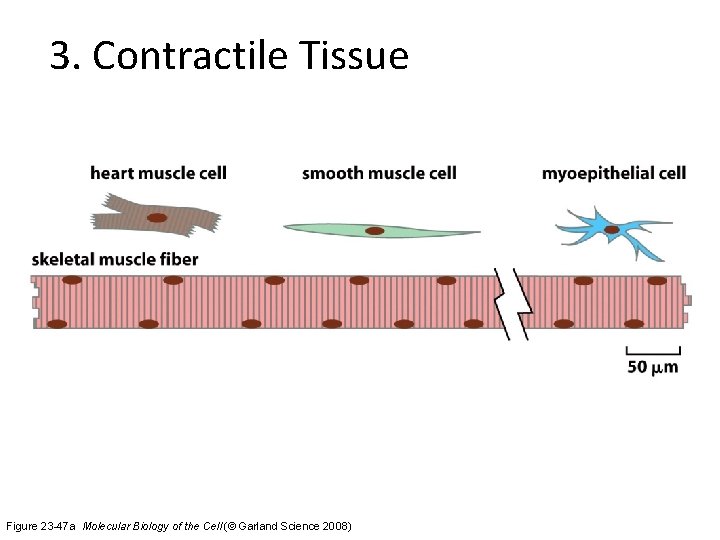 3. Contractile Tissue Figure 23 -47 a Molecular Biology of the Cell (© Garland