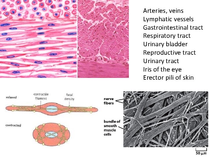 Arteries, veins Lymphatic vessels Gastrointestinal tract Respiratory tract Urinary bladder Reproductive tract Urinary tract