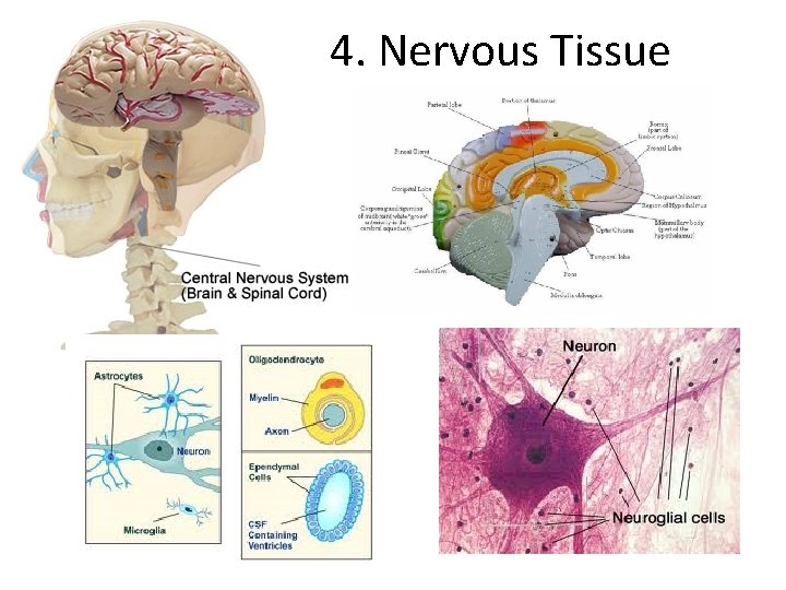 4. Nervous Tissue 