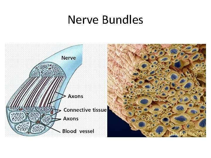 Nerve Bundles 