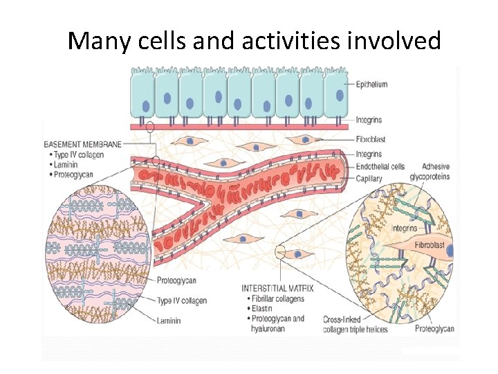 Many cells and activities involved 