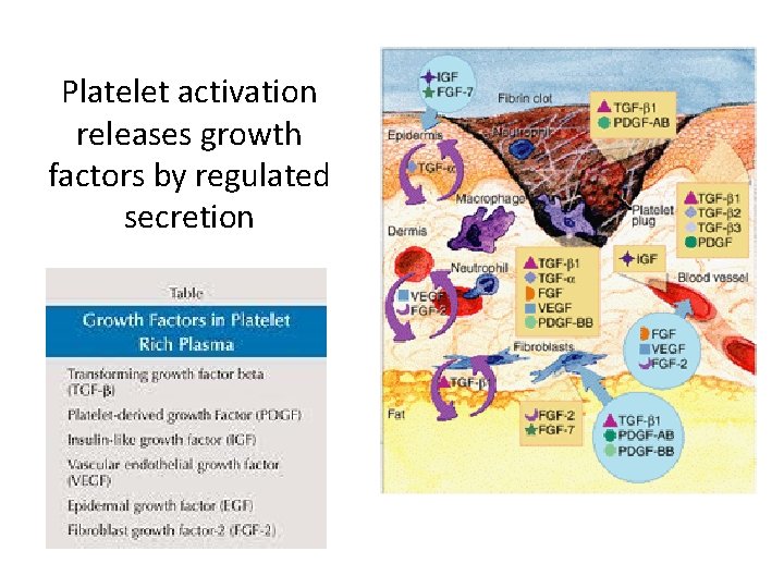 Platelet activation releases growth factors by regulated secretion 