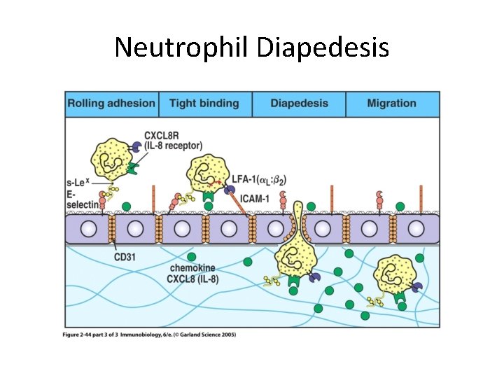 Neutrophil Diapedesis 