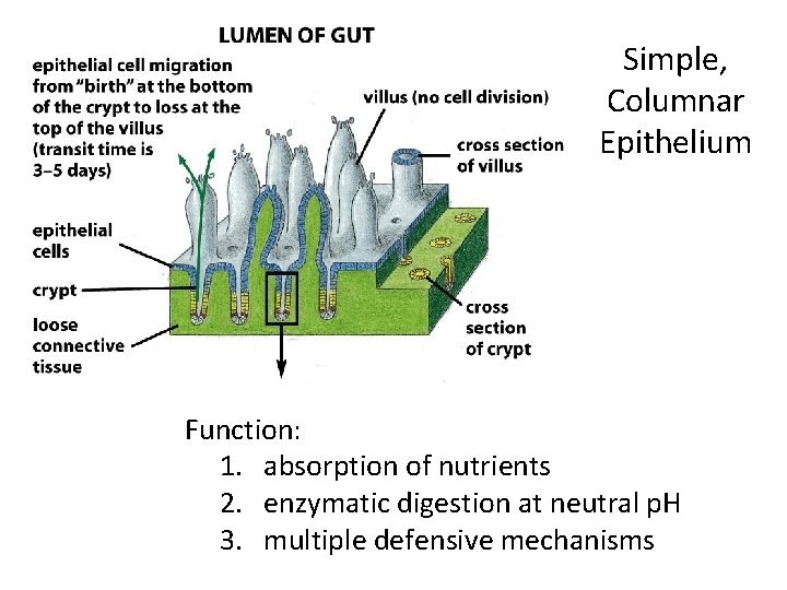 Simple, Columnar Epithelium Function: 1. absorption of nutrients 2. enzymatic digestion at neutral p.