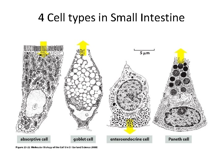 4 Cell types in Small Intestine 