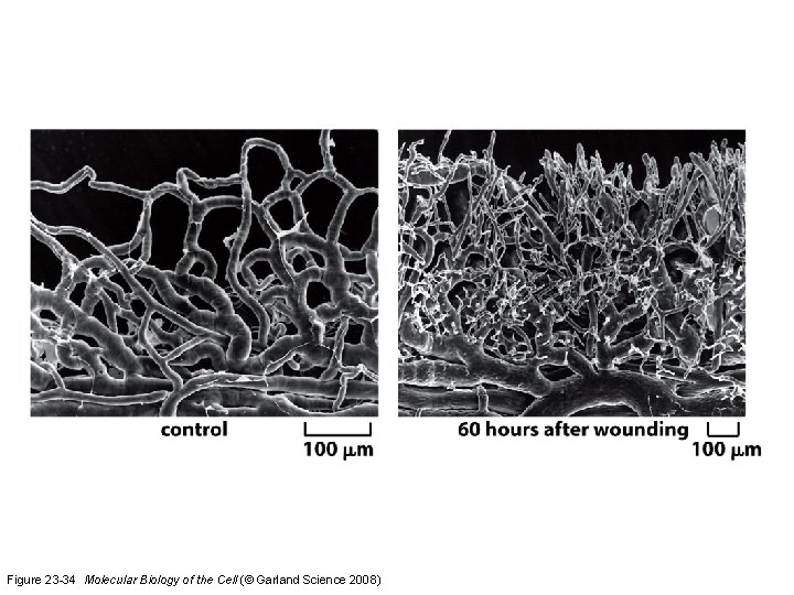 Figure 23 -34 Molecular Biology of the Cell (© Garland Science 2008) 