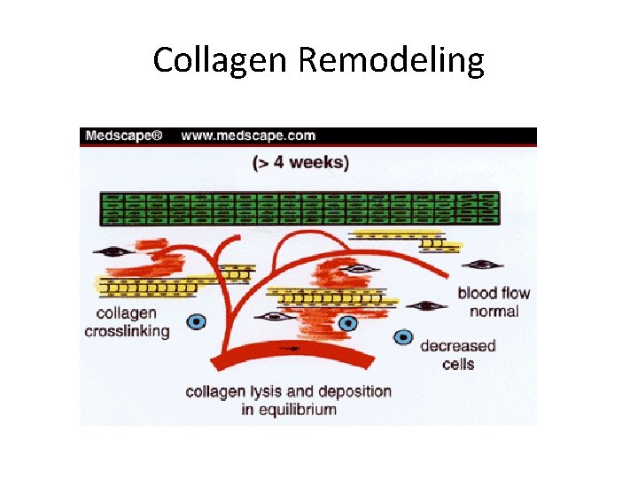 Collagen Remodeling 