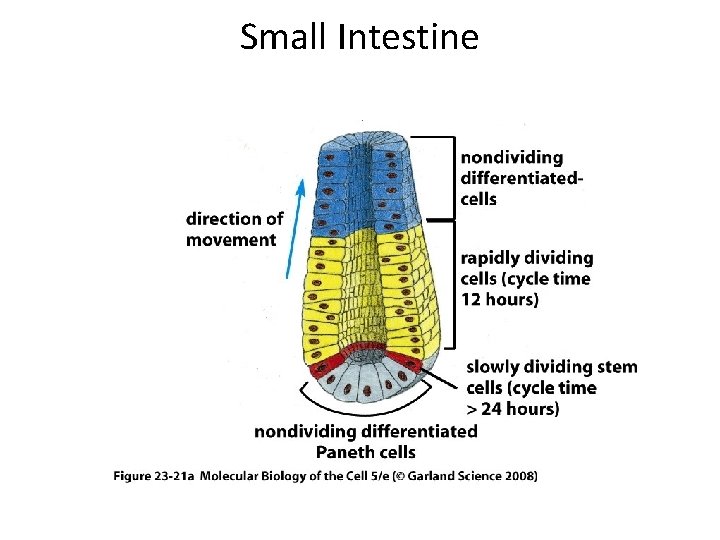 Small Intestine 