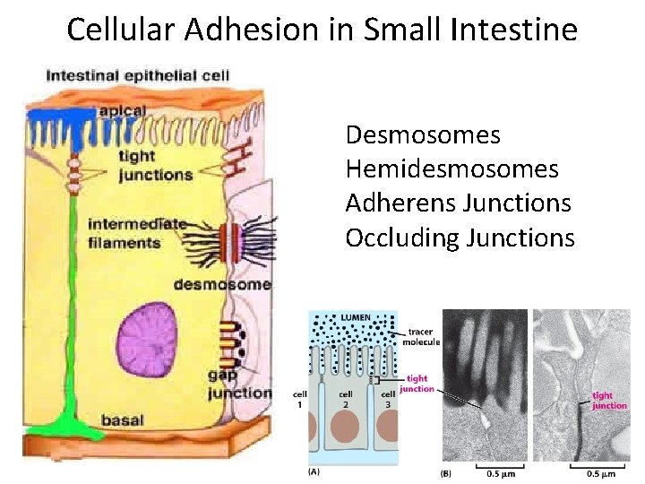 Cellular Adhesion in Small Intestine Desmosomes Hemidesmosomes Adherens Junctions Occluding Junctions 